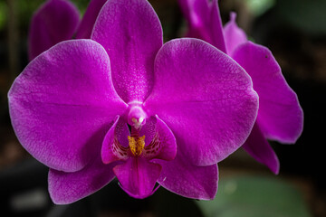 purple orchid flower