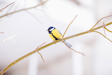 A titmouse sits on a snow-covered tree in winter