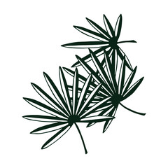 Palm leaves. Vector stock illustration eps10. hand drawing, outline.