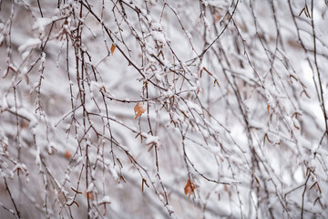 white branch in the snow in winter
