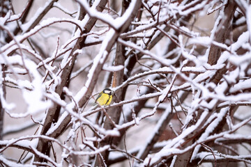 A titmouse sits on a snow-covered tree in winter