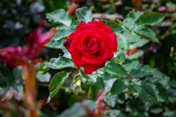 red rose in garden