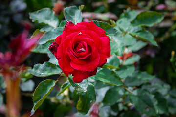 red rose with drops