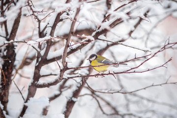 A titmouse sits on a snow-covered tree in winter