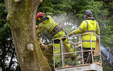 Hampshire,England, UK. 2020. Trainee tree surgeon felling an Ash tree from cherry picker platform....