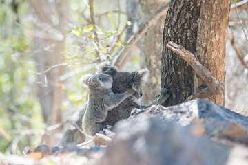 野生のコアラ　子連れのメスが地面にいるところ