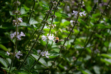ladybird on a flower