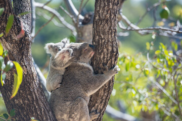 野生のコアラ　親子