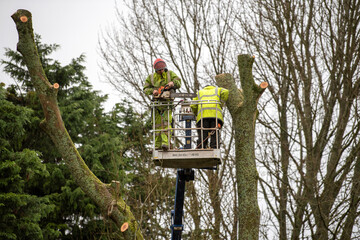 Hampshire,England, UK. 2020. Tree surgeon felling an Ash tree from cherry picker platform.