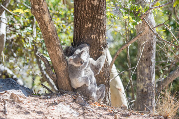 野生のコアラ　親子