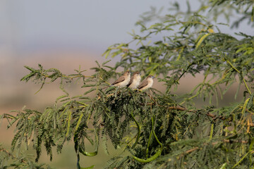 Indian silverbill
