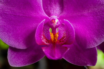 pink orchid flower