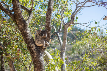 野生のコアラ　親子