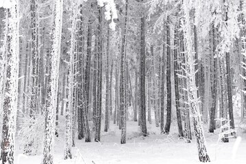 Naklejka premium winter forest in the snow