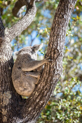 野生のコアラ　親子