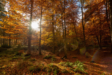 Autumnal Woodland Scene