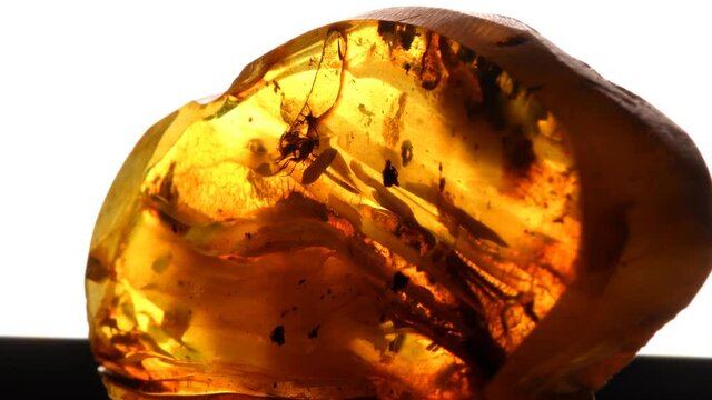 big amber with embedded fly on a turn table