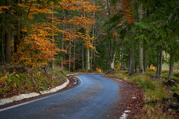 Road through forest during fall season