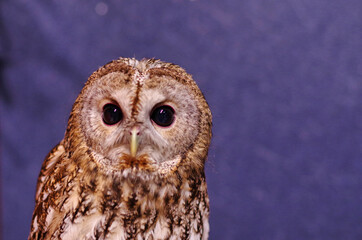 Tawny Owl