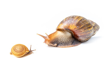 Big and small garden snail isolated on white background