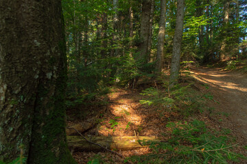 sunny summer forest scenic environment space June day time with green foliage clean nature concept