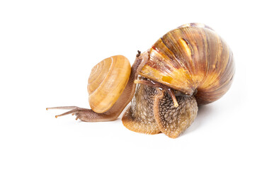 Big and small garden snail isolated on white background