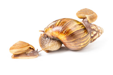 Big and small garden snail isolated on white background
