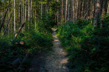 path way dirt trail between felling of trees in green forest nature summer environment space