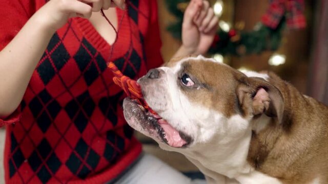 girl plays cute funny bulldog under christmas tree. doggie is very cute playing with a Christmas toy. Christmas. New Year. The concept of advertising. suitable for christmas promotion