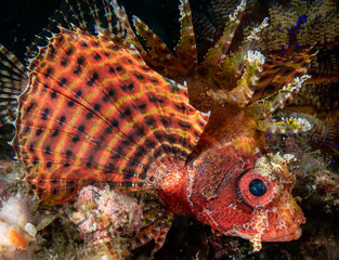 Lion Fish (Pterois Russellii) Close up, Lombok, Indonesia