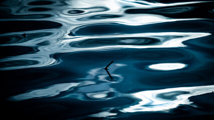 Twig in Water