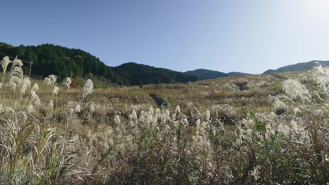 秋のススキがある日本の絶景