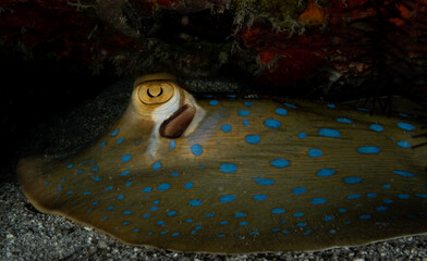 Spotted Stingray, Thousand Islands, Jakarta Indonesia