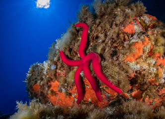 Starfish, Calorforte Sardinia Mediterranean Sea