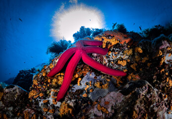 Starfish, Calorforte Sardinia Mediterranean Sea