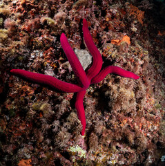 Starfish, Calorforte Sardinia Mediterranean Sea