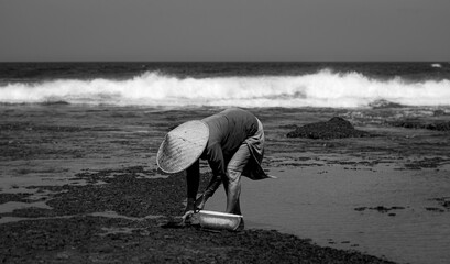 Harvester at Tanah Lot Temple Bali Indonesia