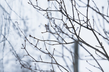 Fototapeta na wymiar Bare tree branches outdoors in wintertime