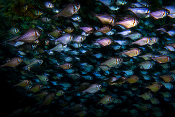 Schooling Fishes, Rottnest Island, Perth Western Australia