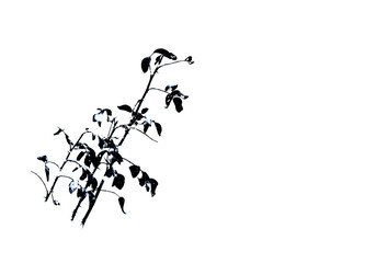 Obraz premium Plants in snow outdoors. Meadow in wintertime.