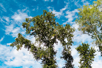 View from the bottom up on the tops of deciduous trees with yellow and green leaves on the background of a very beautiful colorful sky with lblaks. Pleasant time of year in the fresh air, beautiful na
