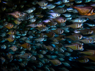 Schooling Fishes, Rottnest Island, Perth Western Australia