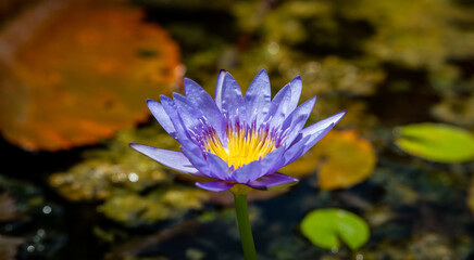 Ninfea Flower, Tanah Loth Temple Bali, Indonesia