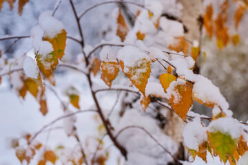 Birch leaves are covered with the first snow, winter has begun, you need to dress warmer and not get sick