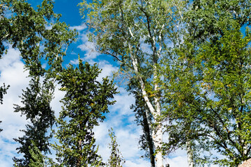 View from the bottom up on the tops of deciduous trees with yellow and green leaves on the background of a very beautiful colorful sky with lblaks. Pleasant time of year in the fresh air, beautiful na