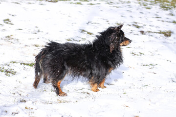 Adult healthy active mongrel dog in snow