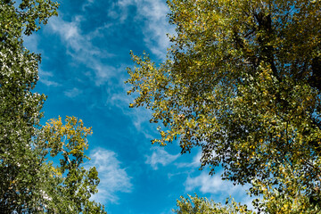 View from the bottom up on the tops of deciduous trees with yellow and green leaves on the background of a very beautiful colorful sky with lblaks. Pleasant time of year in the fresh air, beautiful na