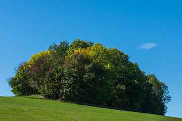 Fototapeta na wymiar round colorful tree group on a green meadow with blue sky