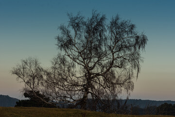large birch tree on a hill with blue sky