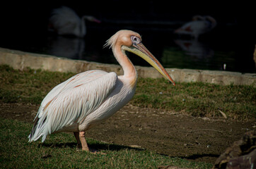 Dalmatian Pelican are elegant birds, with wingspans that rival the great albatrosses, their flocks fly in graceful harmony. Characterized by a long beak, a large throat pouch used for catching prey. 